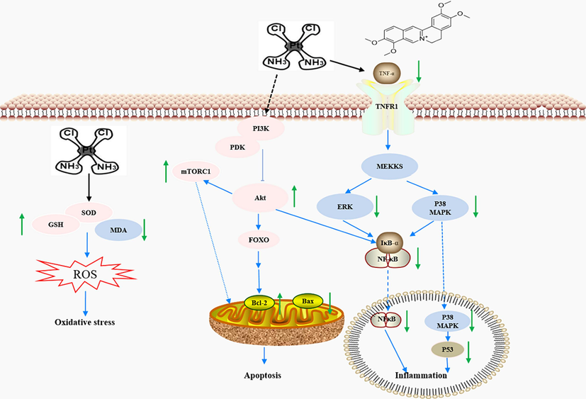 A proposed schematic model of the possible underlying molecular mechanisms associated with the therapeutic effect of palmatine against CIAKI. Cisplatin produces nephrotoxicity by inducing oxidative stress, apoptosis and inflammation. Palmatine inhibits ROS production during oxidative stress, balances Bax/Bcl-2 in the mitochondrial apoptotic pathway through the PI3K/Akt pathway, and reduces inflammatory factors via the NF-κB/MAPK pathway.