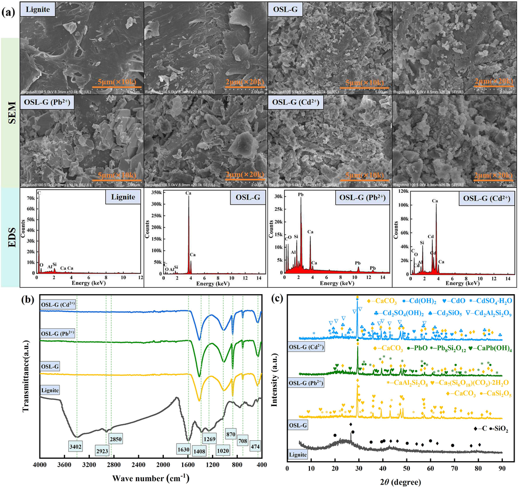 Microscopic characterization results of Pb2+ and Cd2+ adsorbed by OSL-G. (a) SEM-EDS, (b) FTIR, (c) XRD.