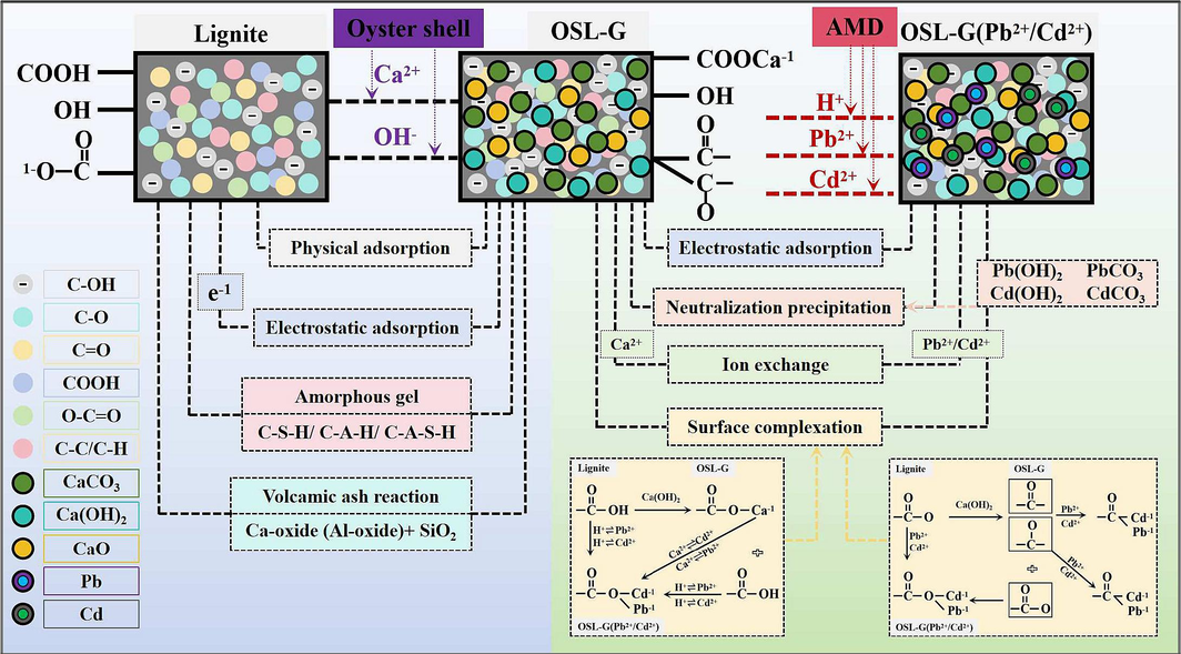 The potential mechanism of the adsorption for Pb2+ and Cd2+ by OSL-G.