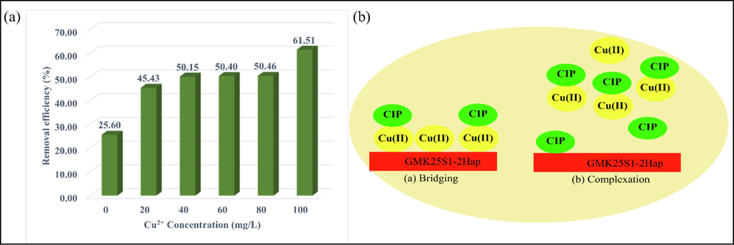 (a) Effect of Cu2+ concentration on CIP removal efficiency and (b) complexation mechanism.