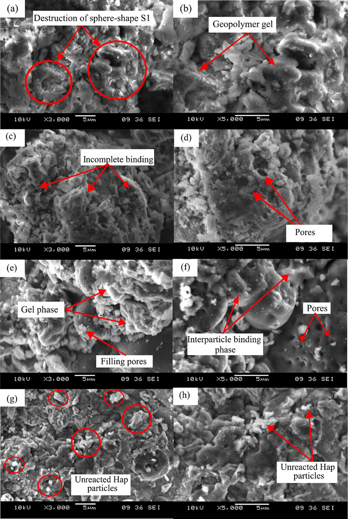 SEM morphology of geopolymer (a-b) GMK25S1, (c-d) GMK25S1-1Hap, (e-f) GMK25S1-2Hap and (g-h) GMK25S1-3Hap.