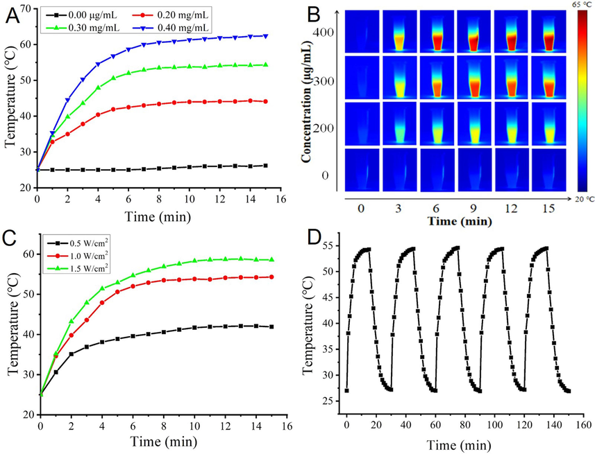 (A) Temperature dependence of laser-irradiated for different concentration of PTCDs as a function of irradiation time; (B) Thermal images of PTCDs dispersions with different concentrations and irradiation times; (C) Photothermal curves of PTCDs (300 µg/mL) under laser irradiation with various power densities; (D) Photothermal heating stability of PTCDs.