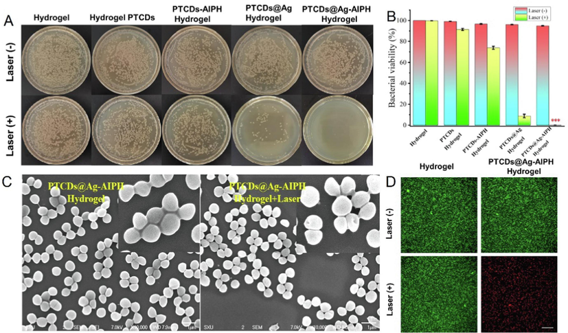 (A) The plate photos of bacteria cocultured with different Hydrogel groups under 660 nm laser irradiation or not. The final bacteria suspension concentrations were adjusted to 106 CFU·mL−1. (B) The viability rate of the different Hydrogels against S. aureus (***P＜0.001, vs Hydrogel group); (C) The SEM images of S. aureus cocultured with different Hydrogel groups. Scale bar = 1 μm; (D) The specific killing effects of S. aureus by live/dead staining. Scale bar = 20 μm.