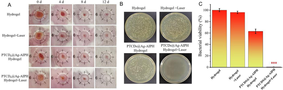 Representative photographs of wound tissues treated with different Hydrogel groups under 660 nm laser irradiation or not. (B) Representative photographs and (C) The wound colony statistics of bacterial cultures taken from S. aureus infected wound areas during the treatment phase on day 12 (***P＜0.001, vs Hydrogel group).