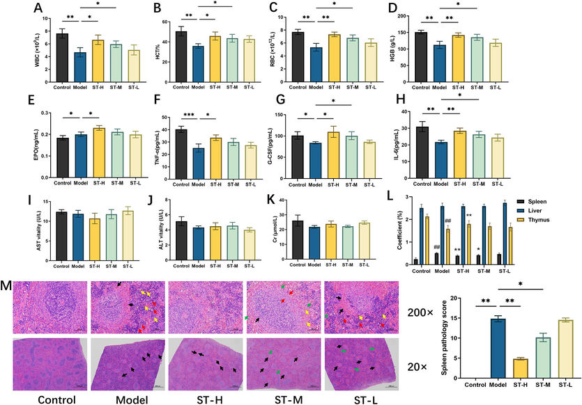 The effect of ST on physiological and biochemical indicators in BDS rats. (A) WBC level; (B) HCT level; (C) RBC level; (D) HGB level; (E) EPO level; (F) TNF-α level; (G) G-CSF level; (H) IL-6 level; (I) AST activity; (J) ALT activity; (K) Cr level; (L) organ coefficient; (M) HE staining (200× and 20×). Each value represents the mean ± SD (n = 6). * p < 0.05, ** p < 0.01, *** p < 0.001.