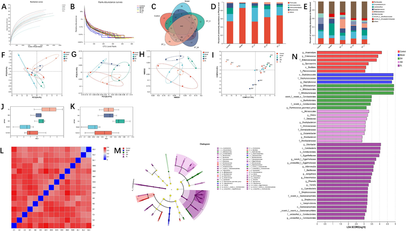 Effect of ST on the analysis of species differences and diversity of the gut microbiota in rats. (A) Rarefaction curves; (B) rank abundance curves; (C) OTU Venn diagram. The colonic bacterial community at the phylum (D) and genus (E) levels, less than 0.5 % in abundance, was merged into the group Others; (F) PCA; (G) PCoA; (H) NMDS analysis; (I) PLS-DA; (J) PCA box diagram; (K) PCoA box diagram; (L) β-diversity heatmap; (M) the indicator bacteria with an LDA score of 2 or higher in the bacterial community were associated with the five groups of rats; (N) Areas with different colours represent different components (red, control group; blue, model group; green, ST-H group; pink, ST-M group; purple, ST-L group). Each value represents the mean ± SD (n = 3). # p < 0.05 or ## p < 0.01, compared with the control group; * p < 0.05 or ** p < 0.01, compared with the model group.