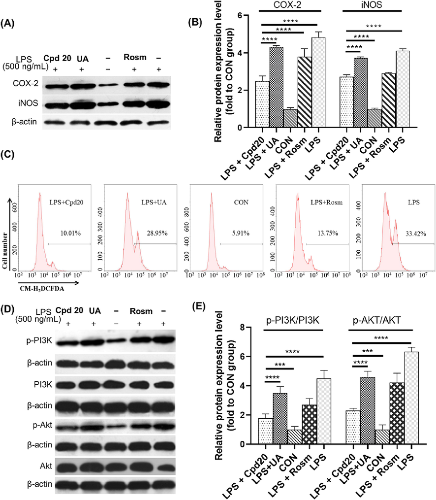 Cpd20 reduces the LPS-induced ROS level through the PI3K/AKT signaling pathway. The relative expression level of COX-2, iNOS were detected by Western blot (A) and quantified (B); Intracellular ROS levels were measured by flow cytometry (C); and the relative expression level of PI3K/AKT signal pathway were detected by Western blot (D) and quantified (E). Values are expressed as mean ± SEM, n ≥ 3. * Represents significant differences, ***p < 0.001, ****p < 0.0001.