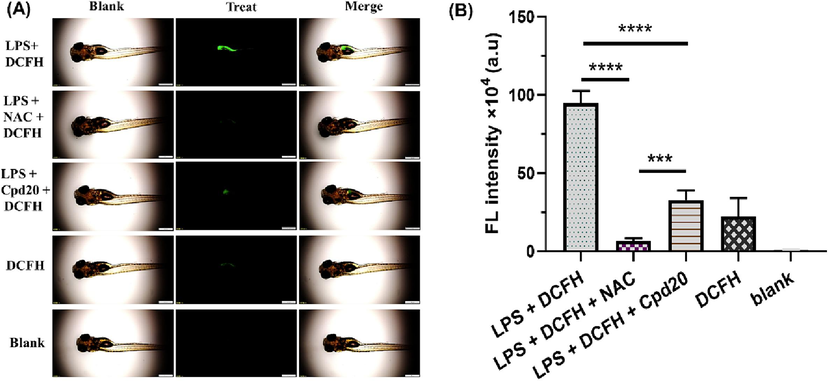 Cpd20 treatment reduced the ROS level in LPS-induced zebrafish. The fluorescence image (A) and FITC intensity (B) of zebrafish •OH was collected by FITC channel. The scale bar represents 500 μm. Values are expressed as mean ± SEM, n ≥ 3. * Represents significant differences, ***p < 0.001, ****p < 0.0001.