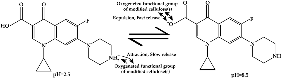 The structure and interactions of ciprofloxacin at pH 2.5 and pH 8.5.