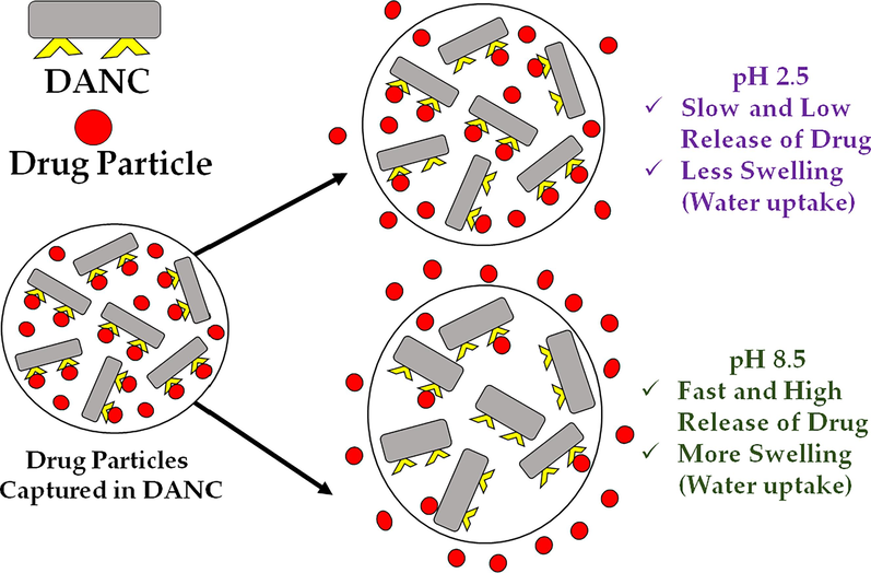 Release phenomenon of ciprofloxacin hydrochloride from DANC matrix at pH 2.5 and pH 8.5.