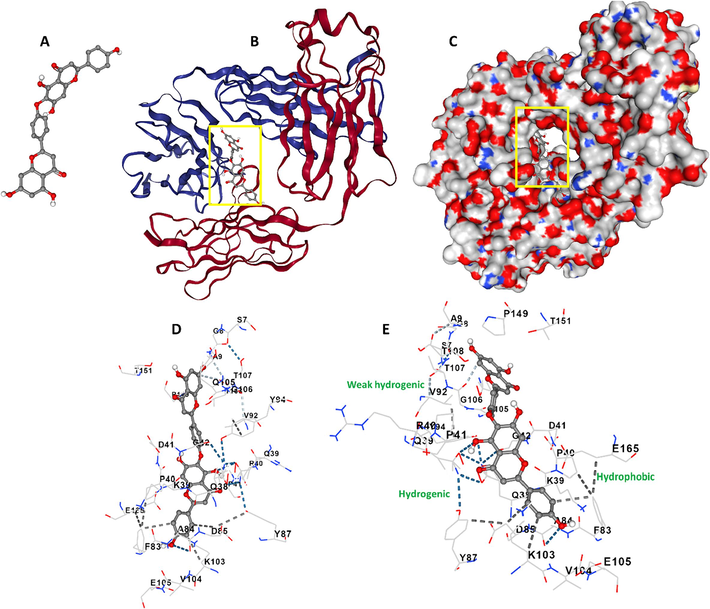 Molecular docking study of γ-globulin-HNK system. (A) HNK structure, (B) γ-globulin-HNK complex, (C) γ-globulin-HNK complex, (D) amino acids in the binding site, (E) amino acids in the binding site.