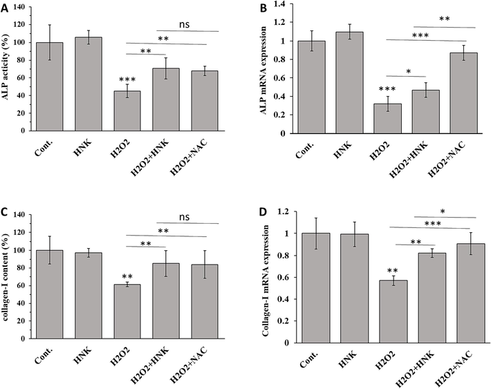 Effect of HNK (20 µM), H2O2 (100 µM), H2O2 (100 µM) + HK (20 µM) and H2O2 (100 µM) + NAC (1 mM) on (A) ALP activity (B) ALP mRNA expression, (C) collagen-I content, and (D) collagen-I mRNA of MC3T3-E1 cells after 72 h. *p < 0.05, **p < 0.01, ***p < 0.001, relative to control group.