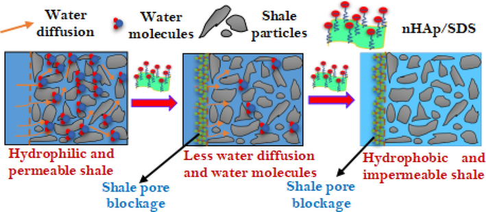 Mechanism of shale stabilization by nHAp/SDS particles.