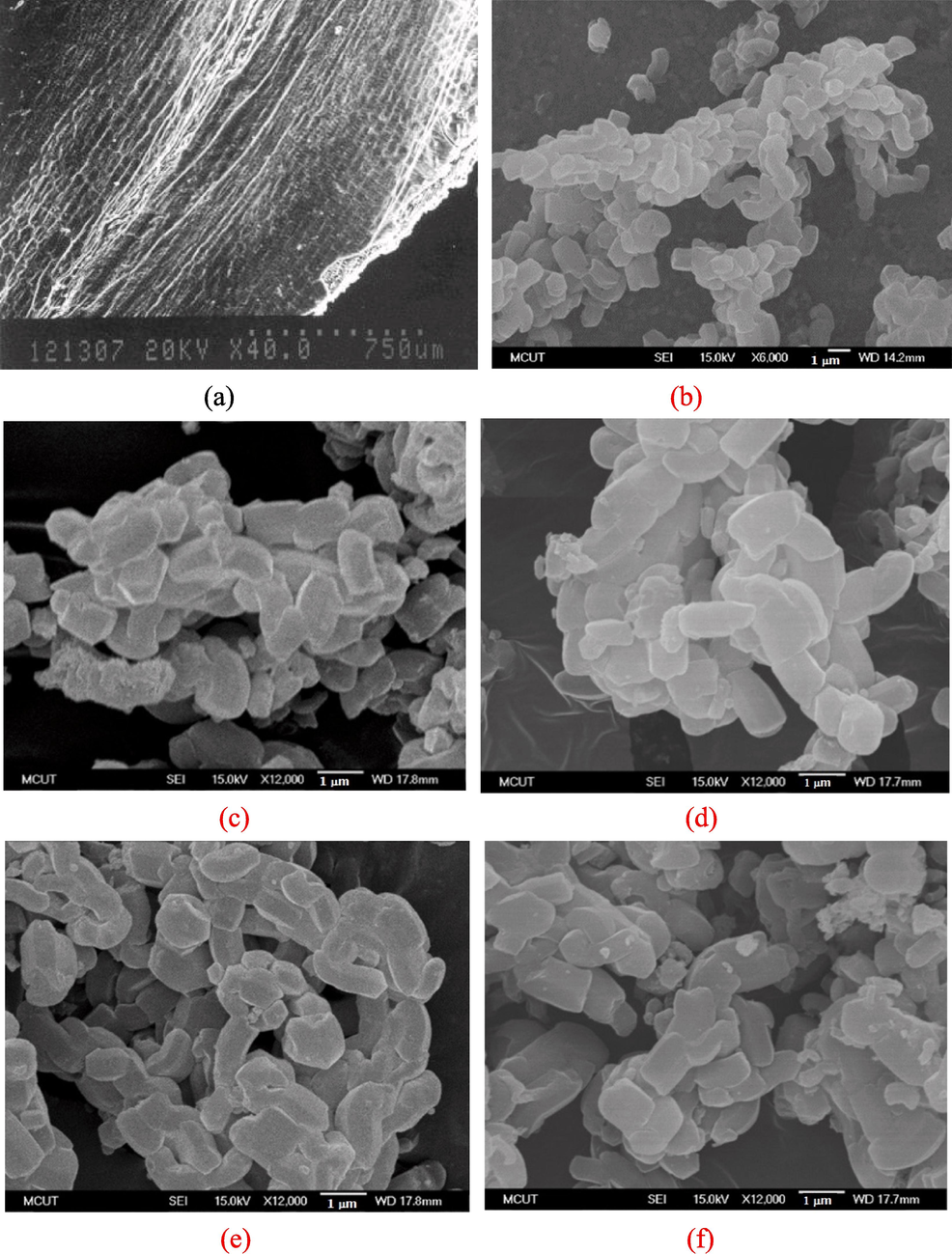 FE-SEM images of (a) inner surface of RH, (b) pure RH-SBA-15, and RH-TS catalysts at calcination temperature of (c) 300 °C, (d) 500 °C, (e) 700 °C, and (f) 900 °C.