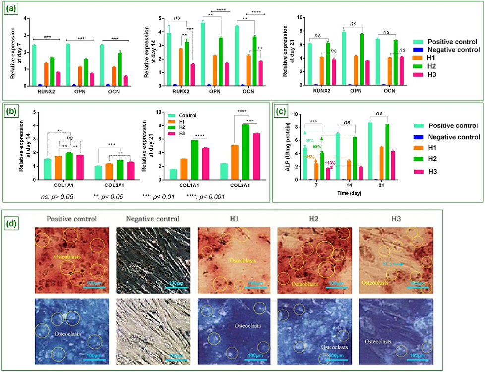 The expression of osteoblastic genes (RUNX2, OPN, and OCN) on media containing 50 μg/ml of therapeutic oils at days 7, 14, and 21 (a), The expression level of COL1A1 and COL2A on media containing 50 μg/ml of therapeutic oils at days 14 and 21 along with p-value (b), ALP activity on day 7, 14, and 21 (c), Alizarin Red S staining of cell cultures (Scale Bars 100 μm) along with mineralized deposits and expression of osteoblast, as well as osteoclasts and un-differentiated h-ADSCs at day 21 (d) ****: p < 0.001; ***: p < 0.01, **: p < 0.05, and ns: p > 0.01.