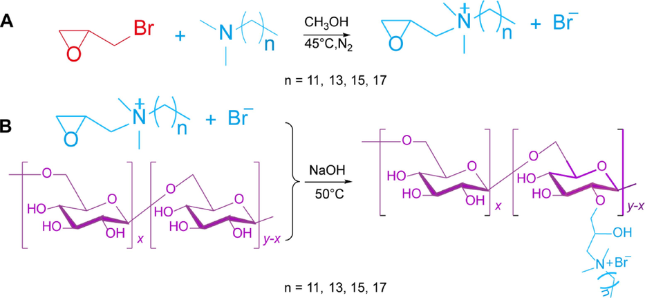 (A)Synthesis route of each quaternary ammonium salt intermediate (B) and antimicrobial fibers with different carbon chain lengths.