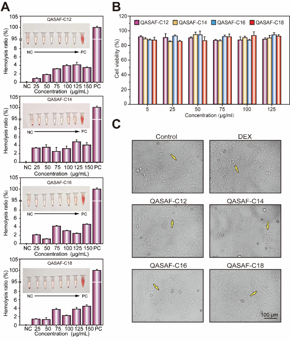 (A) Hemolytic ratio of QASAF-C12, QASAF-C14, QASAF-C16, and QASAF-C18; (B) Relative cell viability of Hep G2 incubated in medium containing different concentrations of QASAF nanofibers, and (C) cell morphology and survival status of QASAF and Hep G2 at 125 μg/mL.