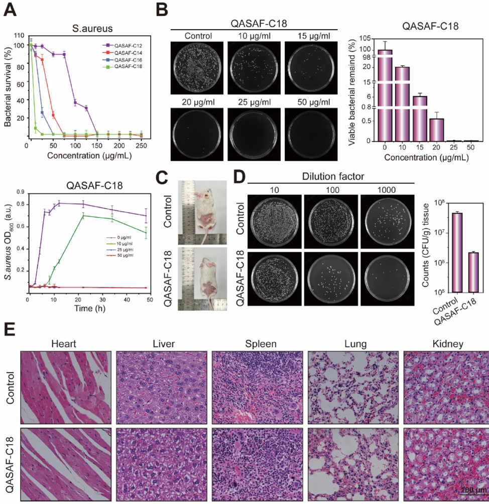 (A) Bacterial survival after 10 h of co-culture of QASAF with S. aureus and growth kinetic curves of QASAF-C18 at different concentrations, (B) quantitative analysis of co-culture dilution coating at different concentrations of QASAF-C18 and S. aureus (C) subcutaneous injection of S. aureus and QASAF-C18 locus in mice, (D) quantitative analysis of tissue bacterial dilution smear, and (E) tissue sections of heart, liver, spleen, lung, and kidney. All data are presented as the means ± SD (n = 3). (**p < 0.01). Bar = 10 μm.