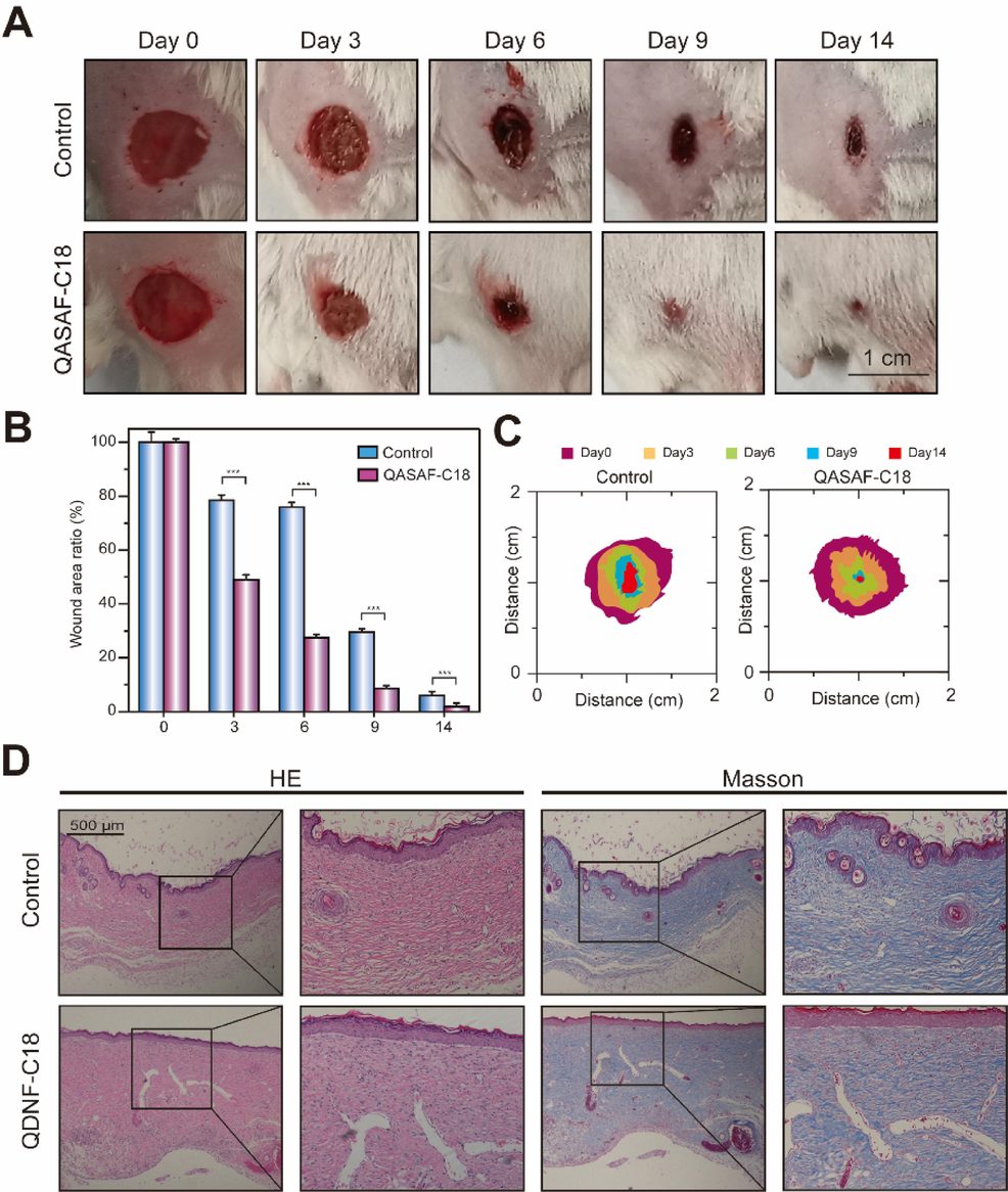 (A) Wound healing, (B) wound healing ratio, and (C) wound healing area of QASAF-C18 treated mice. (D) Tissue section H&E and Masson staining of mouse epidermis in wound healing model. All data are presented as the means ± SD (n = 3). (**p < 0.01). Bar = 500 μm.