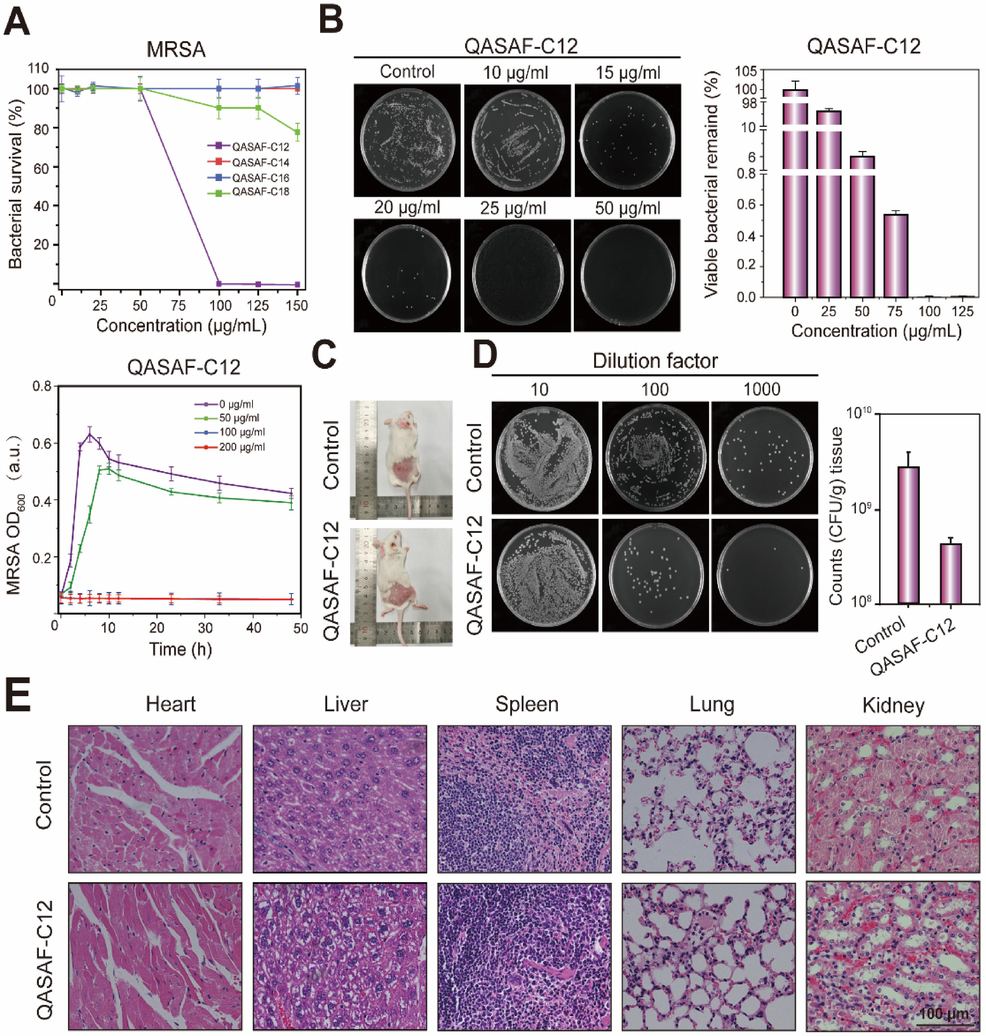 (A) Bacterial survival after 10 h co-culture of QASAF-C12 with MRSA and kinetic growth curves, (B) tissue bacterial dilution smear observation and quantitative analysis, (C) mice subcutaneously injected with MRSA bacteria and QASAF-C12 locus, (D) tissue bacterial dilution smear observation and quantitative analysis, and (E) tissue sections of heart, liver, spleen, lung, and kidney of mice.