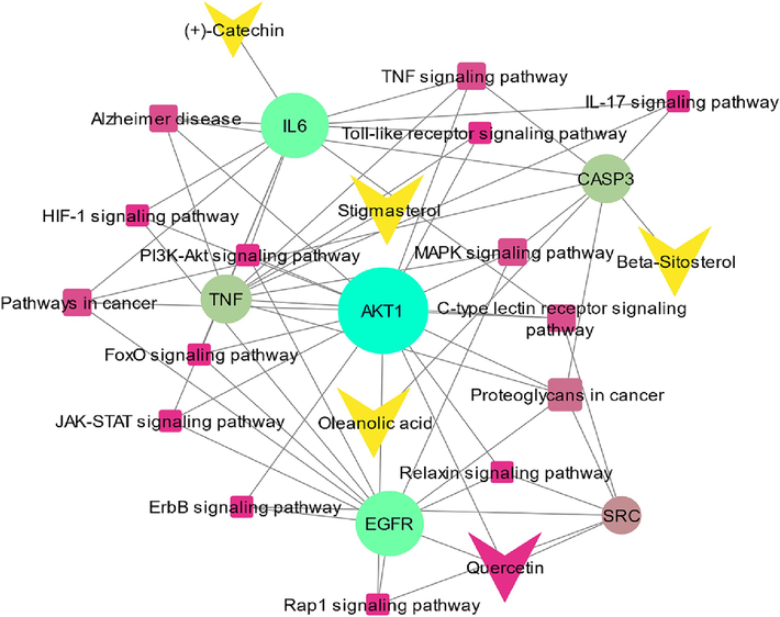 A network of compound-target-pathways. Arrow symbols represent active constituents, circle symbols represent hub genes, and square symbols represent the pathways related to hub genes.