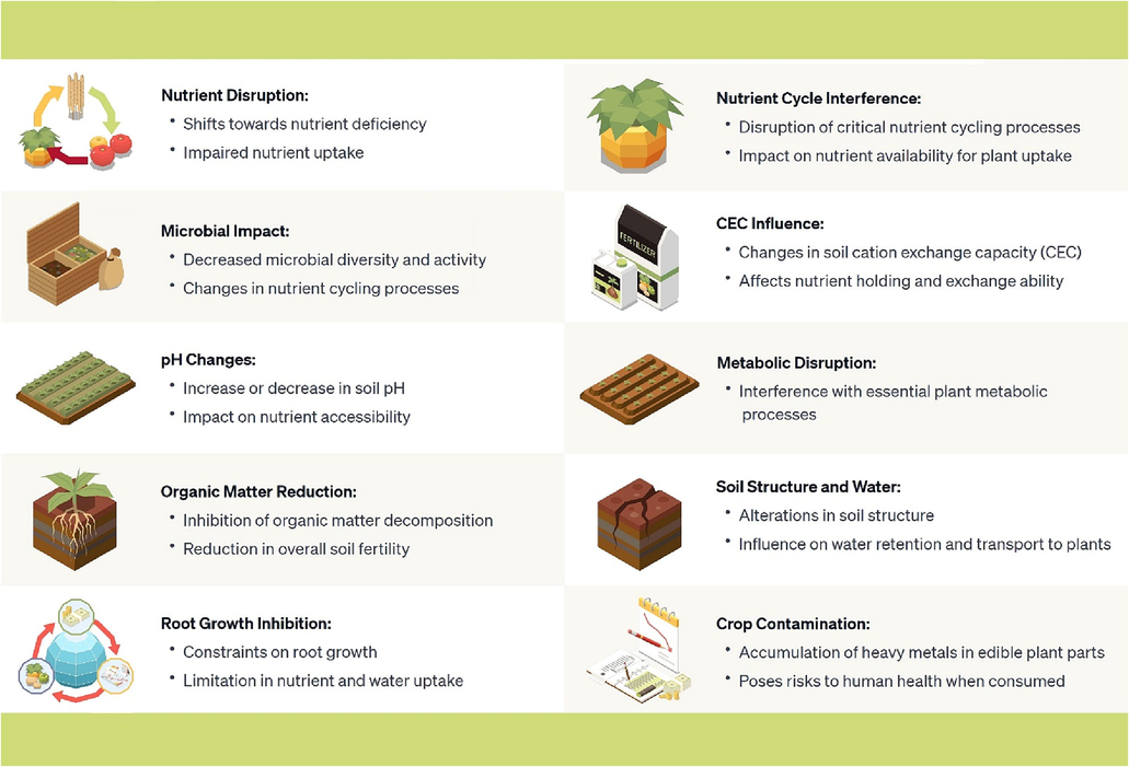 Influences of heavy metal ion contamination on factors governing soil fertility for plant growth.