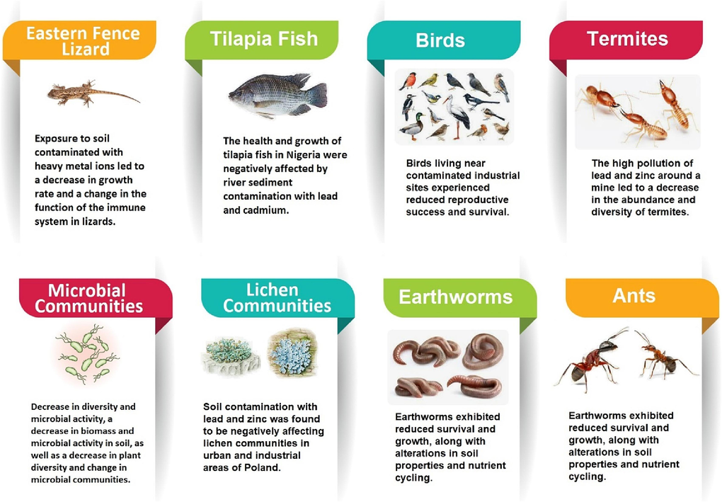 Effects of Soil Contamination on Flora and Fauna Species: Eastern Fence Lizard (Brasfield et al., 2004), Tilapia Fish (Ahmed et al., 2023), Birds (Khan et al., 2023), Termites (Abadia et al., 2022), Microbial Communities (Pang et al., 2023), Lichen Communities (Rola et al., 2022), Earthworms (Li et al., 2023), Ants (Frizzi et al., 2017).