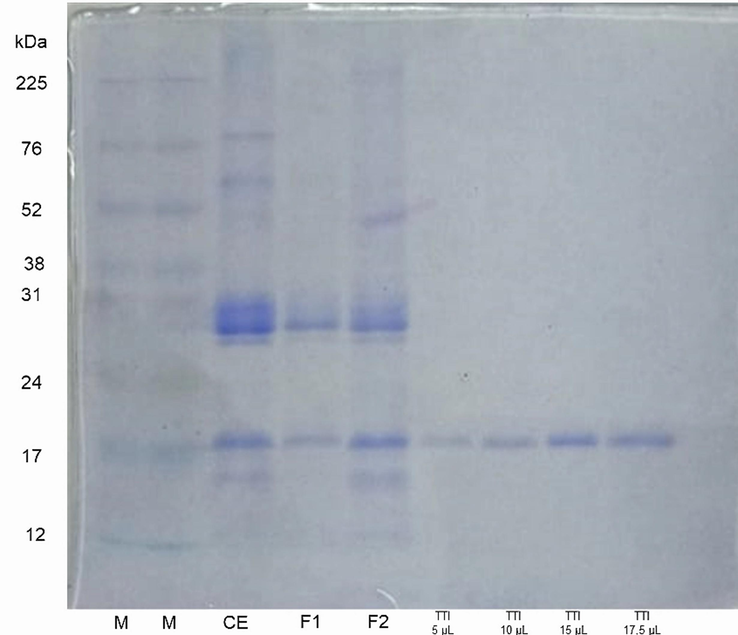 Denaturing sodium dodecyl sulfate–polyacrylamide gel electrophoresis (SDS-PAGE) at 12% stained with Coomassie blue. M: marker (size in kDa); CE: crude extract; F1: fraction 1 (precipitate 1 with ammonium sulfate in the range of 0–30%); F2: fraction 2 (precipitate 2 with ammonium sulfate in the range of 30–60%); TTI: trypsin inhibitor from tamarind seeds.