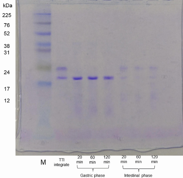 SDS-PAGE at 15% stained with Coomassie blue. M: marker (size in kDa); TTI intact (no enzymatic hydrolysis); TTI hydrolyzed with pepsin, evaluated at 20, 60, and 120 min (gastric phase); TTI hydrolyzed with chymotrypsin and trypsin, evaluated at 20, 60, and 120 min (intestinal phase).