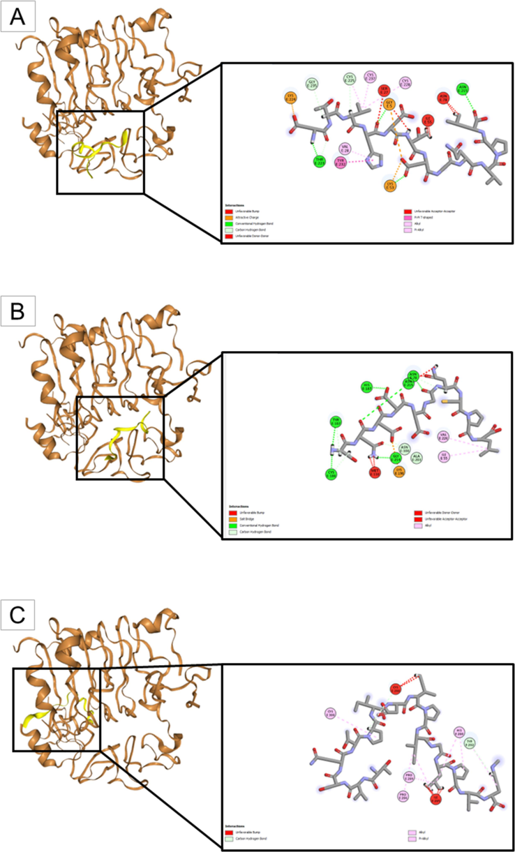 Molecular docking of peptides obtained through theoretical cleavage of TTIp 56/287 with the combined enzymes, chymotrypsin and trypsin, and the insulin receptor (PDB ID 4OGA). (A) The insulin receptor (in brown) interacting with Peptidetrypchymo12 (in yellow); (B) The insulin receptor (in brown) interacting with Peptidetrypchymo43 (in yellow); and (C) The insulin receptor (in brown) interacting with Peptidetrypchymo59 (in yellow).