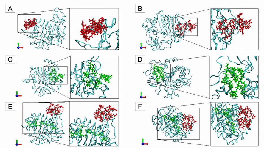 Initial and final structures of each complex were obtained through molecular dynamics simulation of the interaction between insulin, insulin receptor (PDB ID 4OGA), and a theoretical model of the peptide (Peptidetrypchymo59) derived from the trypsin inhibitor purified from TTIp 56/287. (A) Initial period (0 ns) of molecular dynamics simulation of the complex formed by insulin and insulin receptor (PDB ID 4OGA). (B) Final period (200 ns) of molecular dynamics simulation of the complex formed by insulin and insulin receptor (PDB ID 4OGA). (C) Initial period (0 ns) of molecular dynamics simulation of the complex formed by Peptidetrypchymo59 and insulin receptor (PDB ID 4OGA). (D) Final period (200 ns) of molecular dynamics simulation of the complex formed by Peptidetrypchymo59 and insulin receptor (PDB ID 4OGA). (E) Initial period (0 ns) of molecular dynamics simulation of the complex formed by insulin, Peptidetrypchymo59, and insulin receptor (PDB ID 4OGA). (F) Final period (200 ns) of molecular dynamics simulation of the complex formed by insulin, Peptidetrypchymo59, and insulin receptor (PDB ID 4OGA).