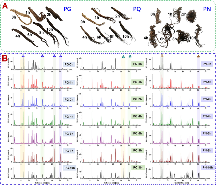 Preliminary difference analysis of the raw materials and steamed products of PG/PQ/PN on the appearance and the base peak chromatograms (BPCs). A-Changes in the sample morphology and color during the steaming of PG, PQ, and PN; B-BPCs of PG, PQ, PN at different steaming time.