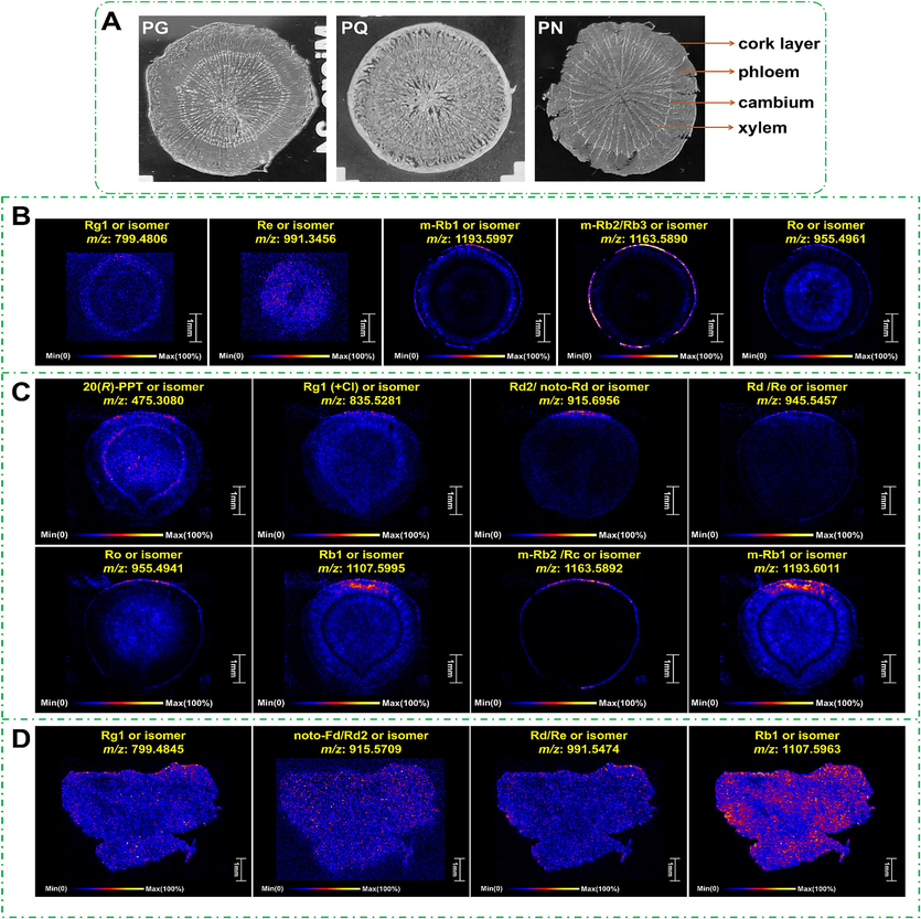 Slices and mass spectrometry images of the raw materials of PG/PQ/PN. A-Structure of the transverse section of PG, PQ, and PN; B/C/D-DESI-MSI images of the representative ginsenosides of PG/PQ/PN in the negative mode.