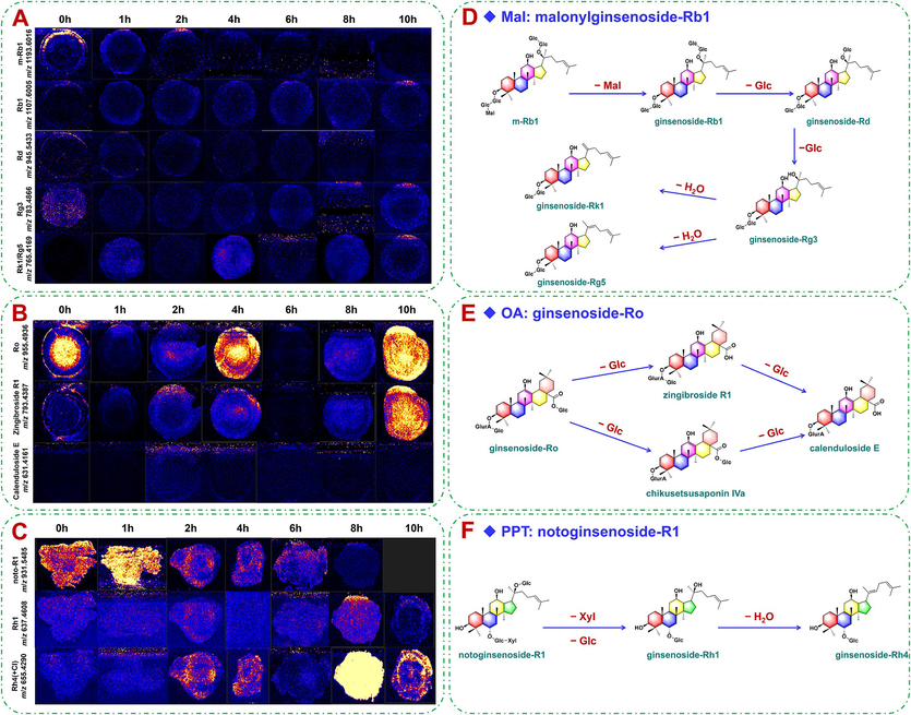 The spatiotemporal transformation networks of Mal, OA and PPT-type saponins and the corresponding MSI images of PG, PQ and PN at different steaming time. A-Imaging of malonylginsenoside Rb1 in PG with different steaming time; B-imaging of ginsenoside Ro in PQ with different steaming time; C-imaging of notoginsenoside R1 in PN with different steaming time (undetectable in the sample of steaming 10 h); D-spatiotemporal transformation network of malonylginsenoside Rb1 (malonylated) from PG; E-spatiotemporal transformation network of ginsenoside Ro (OA-type) from PQ; F-spatiotemporal transformation network of notoginsenoside R1 (PPT-type) from PN.