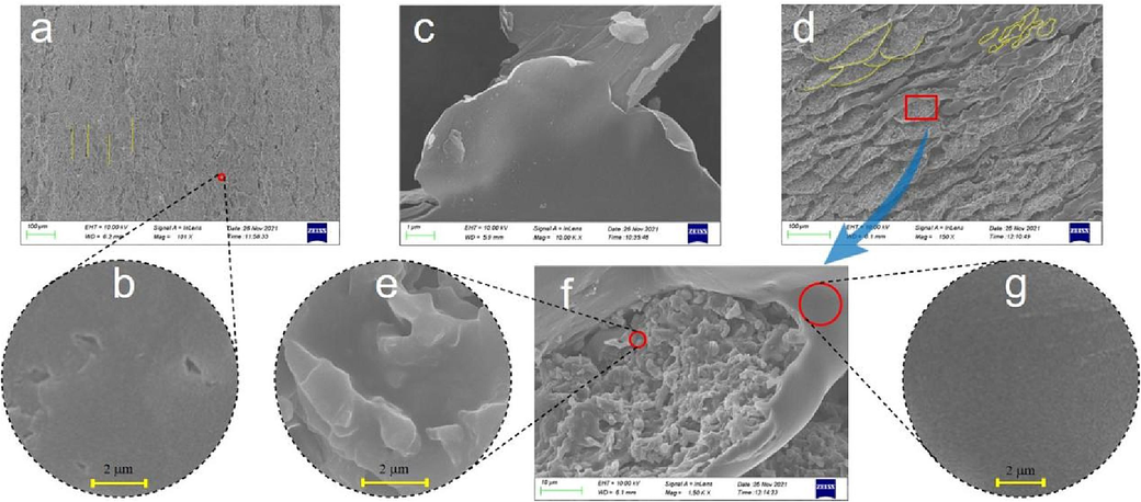 SEM images of pure water-based epoxy resin coating, GO dry film, and GO and water-based epoxy composite coating, a. EPC-1, b. EPC-2, c. GO, d. GOEPC-1, e. GOEPC-2, f. GOEPC-3, g. GOEPC-4.