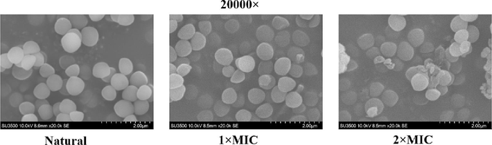 SEM images of S.aureus biofilm disruption for NIE emulsion with different MIC.