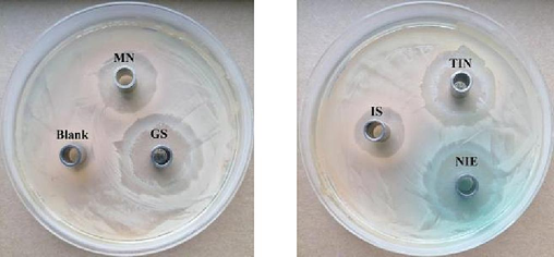 Inhibition zone pictures of IS, TIN and NIE emulsions against S. aureus.