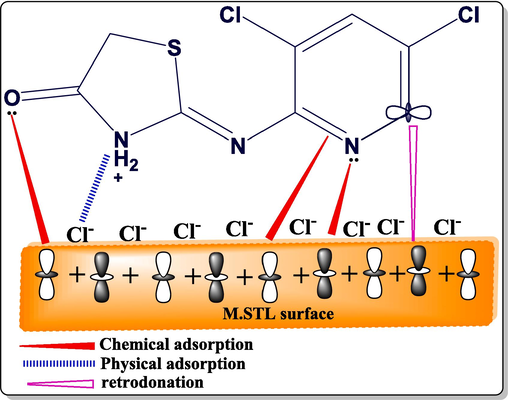 Schematic illustration of adsorption mechanism of (DICPT) on M.STL surface.