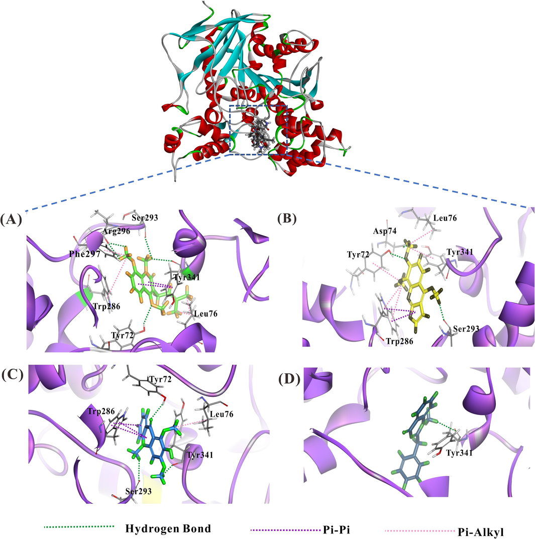 The binding modes between sites of acetylcholinesterase (PDB code: 1C2B) and AChE-inhibiting components were calculated by molecular docking. View of docking conformations for the four inhibitors binding to the active sites of active sites of acetylcholinesterase (1C2B), (A): O-methylglycosolone (6); (B): skimmianine (4); (C): 1,3-dimethoxy-2-hydroxy-10-methyl-9(10H)-acridinone (1) and (D): arborine (2). Key residues are depicted as line models against a background, with hydrogen bonds denoted by green dashed lines. Pi-pi interactions are illustrated with purple dashed lines, while pi-alkyl interactions are indicated by pink dashed lines.