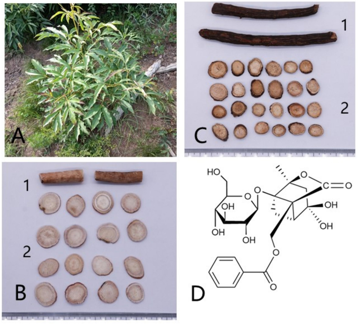 P. lactiflora and albiflorin. (A) vegetative body of P. lactiflora; (B1) Radix Paeoniae Alba; (B2) Decoction pieces made of RPA; (C1) Radix Paeoniae Rubra; (C2) Decoction pieces made of RPR; (D) Structure of albiflorin.