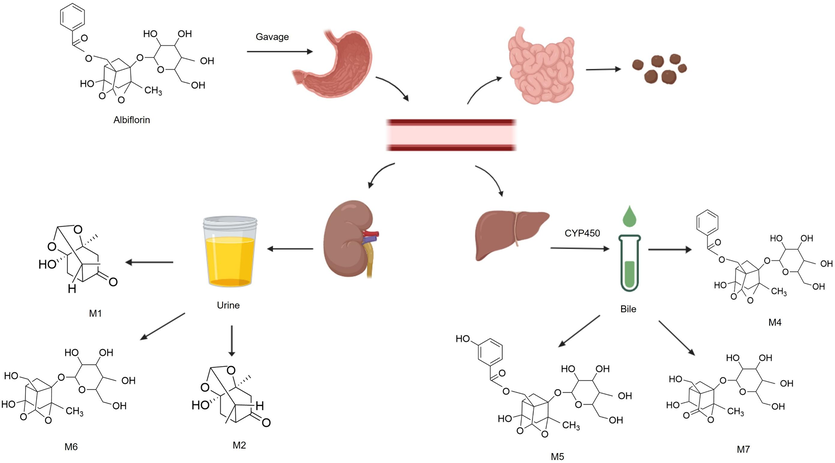 Graphic scheme of pharmacokinetics of albiflorin in vivo. Albiflorin reaches the stomach by gavage. It is then absorbed in the digestive system and distributed to various organs (liver, kidney and small intestine) through blood circulation. In the liver, albiforin is further metabolized into M4, M5 and M7 catalyzed by CYP450s. Most of the parent components and its metabolites are mainly excreted through urine.