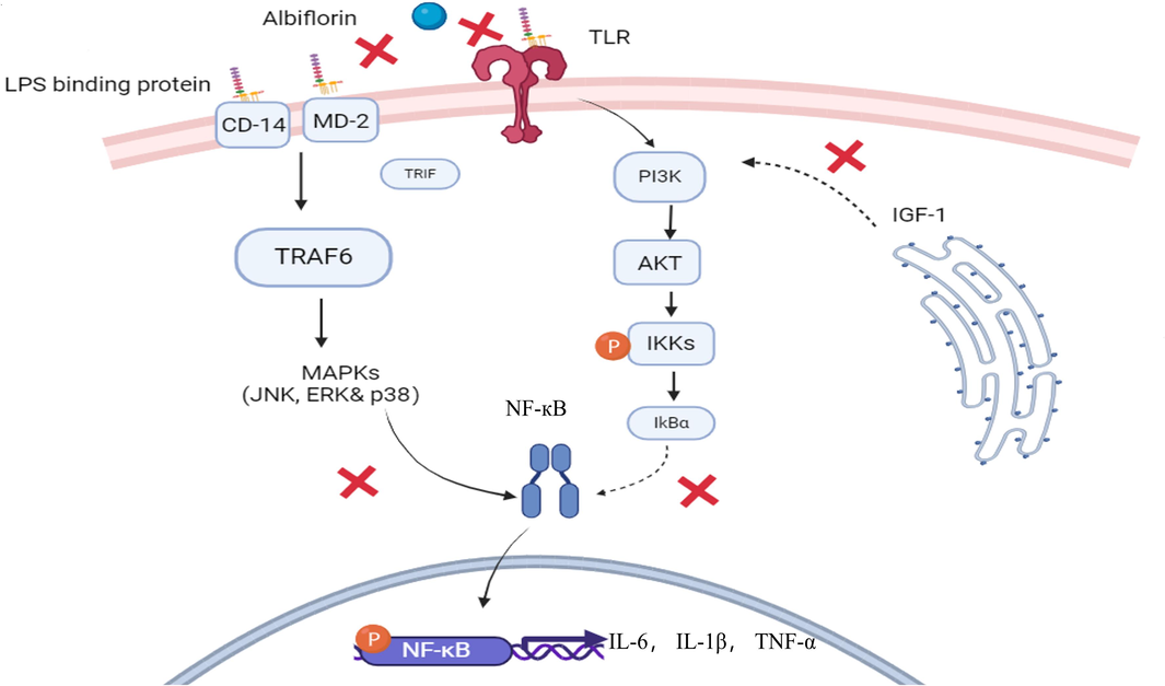Graphic scheme of potential targets for albiflorin’s anti-inflammatory effects. Albiflorin influences LPS-induced inflammatory responses via inhibiting LPS binding to the lipopolysaccharide complex (CD14, MD-2, and TLR) on the cell membrane. As a result, it interferes with the MARKs and AKT/PI3K pathways. Subsequently, the activation of TRAF6 and the phosphorylation and degradation of IKK are inhibited. Eventually, downstream of p-NF-κB is inhibited by albiflorin, which reducing the production of relevant pro-inflammatory factors.