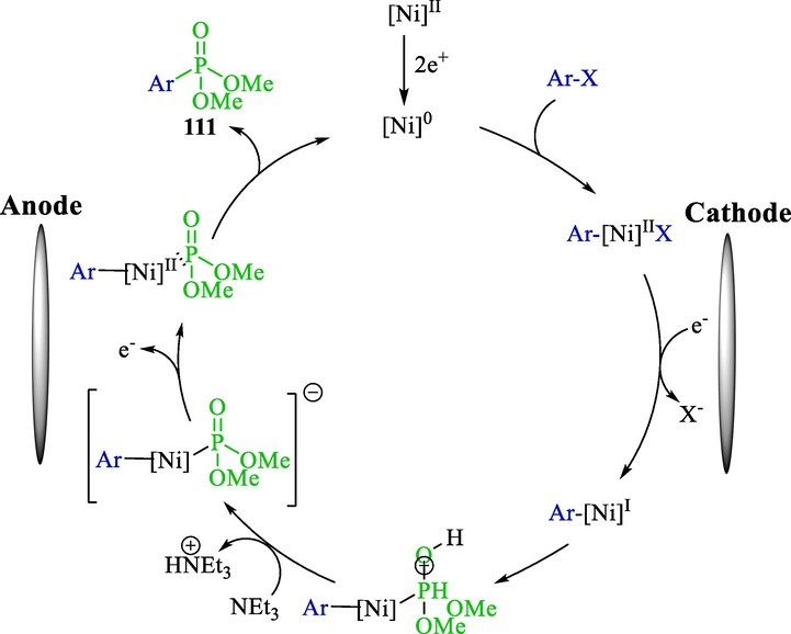 The suggested mechanism of electrochemical carbon-phosphorus bond fabrication.