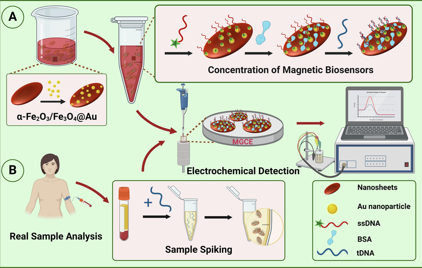 Schematic diagram of the electrochemical biosensor based on magnetic α-Fe2O3/Fe3O4 nanosheets for detecting VKORC1*2 gene (A), and testing in real sample analysis (B).