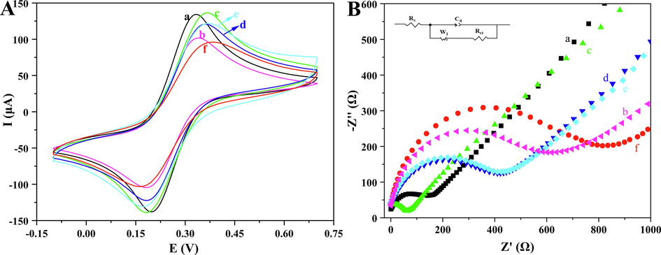 CV (A) and EIS (B) of differently modified electrodes: bare MGCE (a), MGCE/α-Fe2O3/Fe3O4 (b), MGCE/α-Fe2O3/Fe3O4@Au (c), MGCE/α-Fe2O3/Fe3O4@Au/ssDNA (d), MGCE/α-Fe2O3/Fe3O4@Au/ssDNA/BSA (e), MGCE/α-Fe2O3/Fe3O4@Au/ssDNA/BSA/tDNA (f).