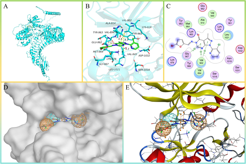 The docking model and pharmacophore model of SR160 with ligand. (A) The overall 3D structure of SR160-ligand complex. The backbone of protein was rendered in tube and colored in cyan. (B) A close view of the active site binding with ligand (green). Key residues interacted with ligand were rendered in stick and colored by cyan. (C) The 2D protein-F1 interaction diagram of SR160-ligand complex. Protein residues were rendered in circle and colored based on their properties: green, hydrophobic residue; purple, polar residue. (D) Docking-predicted binding packet of SR160 and ligand. (E) The pharmacophore model of SR160.