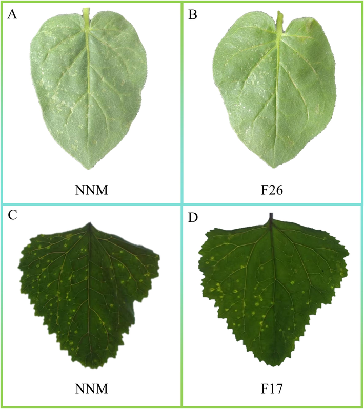 In vivo potted plant experiment. A: The in vivo inhibitory effect of commercial antiviral agent NNM on TMV at a concentration of 500 μg/mL. On the left is the control group CK, and on the right is the treatment group NNM. B: The in vivo inhibitory effect of compound F26 on TMV at a concentration of 500 μg/mL. On the left is the control group CK, and on the right is the treatment group F26. C: The in vivo inhibitory effect of commercial antiviral agent NNM on CMV at a concentration of 500 μg/mL. On the left is the control group CK, and on the right is the treatment group NNM. D: The in vivo inhibitory effect of compound F17 on CMV at a concentration of 500 μg/mL. On the left is the control group CK, and on the right is the treatment group NNM.