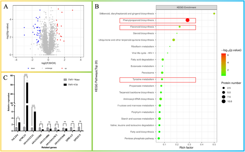 Analysis of plant response after F26 treatment. (A) Volcano plot of the relative protein abundance changes between the compound F26 + TMV and CK + TMV treatments. The red dots represent significantly up-regulated proteins, whereas the blue dots represent significantly down-regulated proteins, and the grey spots represent unchanged proteins in both treatment groups. (B) Enrichment map of KEGG pathway of differentially expressed proteins in tobacco treated with the compound F26. (C) Gene expression analysis of the related genes of the phenylpropanoid biosynthesis pathway by qRT-PCR. (β-actin gene served as the internal control). [mean values displayed in each bar followed by different letters significantly differ according to Student's t-test (**P < 0.005, ****P < 0.0001). Vertical bars indicate SD (n = 3)].