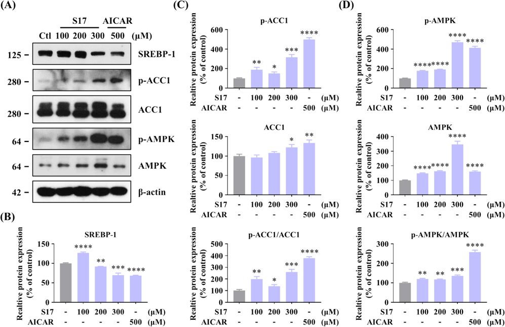 Inhibitory Effects of compound S17 on SREBP-1 in HepG2 cells. (A) Influence of varying concentrations of S17 on the protein levels of AMPK, SREBP-1, and ACC1, along with the phosphorylation levels of AMPK and ACC1. HepG2 cells were treated with designated concentrations of S17 for 12 h. AICAR served as the positive control, and β-actin was used as a loading control. (B-D) Grayscale analysis of Western Blot of SREBP-1 (B), p-ACC1/ACC1 (C), and p-AMPK/AMPK (D) in Figure A. The results were showed as means ± SD (n = 3) of at least three independent experiments. * P < 0.05, ** P < 0.01, *** P < 0.001, **** P < 0.0001 compared with control group.