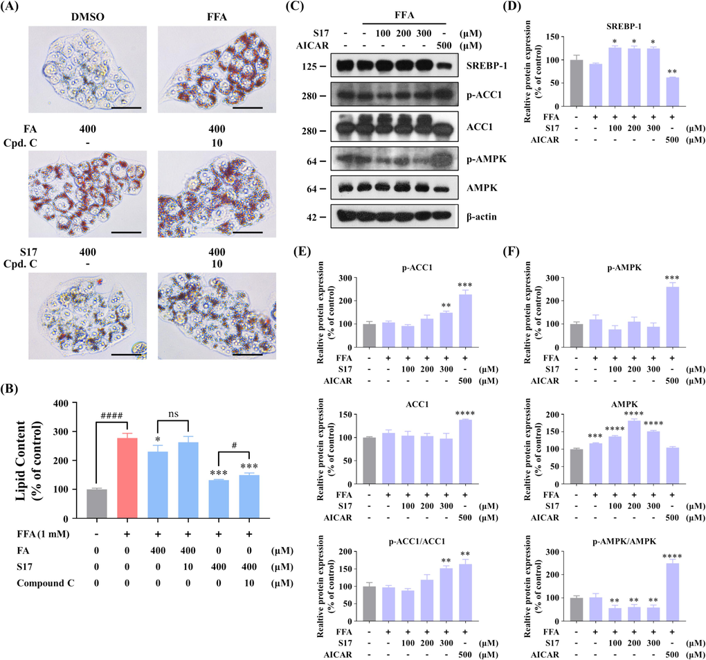 Effects of compound S17 on the AMPK pathway in FFA-stimulated HepG2 cells. (A) Measurement of lipid droplet accumulation using fluorescence absorption. Cells were treated with or without indicated concentrations of ferulic acid (FA), S17 or compound C in the absence or presence of FFA for 24 h. After staining with Oil Red O, fluorescence absorption was determined at an OD of 500 nm. (B) Visualization of lipid droplet accumulation influenced by ferulic acid (FA) and S17 in the absence or presence of FFA (1 mM) and compound C for 24 h (scale bar 50 μm, 40 × ). The results were showed as means ± SD (n = 3) of at least three independent experiments. # P < 0.05, ## P < 0.01, ### P < 0.001, #### P < 0.0001 versus the linked group. * P < 0.05, ** P < 0.01, *** P < 0.001, versus the FFA (1 mM) group. (C) Influence of S17 on protein levels of AMPK, SREBP-1, and ACC1, as well as the phosphorylation levels of AMPK and ACC1. HepG2 cells were treated with or without S17 in the absence or presence of FFA (1 mM) for 12 h. AICAR served as a positive control, with β-actin as a loading control. (D-F) Grayscale analysis of Western Blot of SREBP-1 (D), p-ACC1/ACC1 (E), and p-AMPK/AMPK (F) in Figure C. The results were showed as means ± SD (n = 3) of at least three independent experiments. * P < 0.05, ** P < 0.01, *** P < 0.001, **** P < 0.0001 versus the control group. (For interpretation of the references to colour in this figure legend, the reader is referred to the web version of this article.)